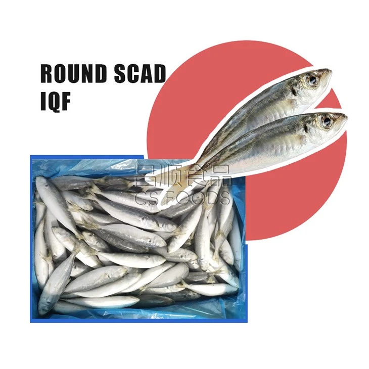 Land Frozen Balang Scad