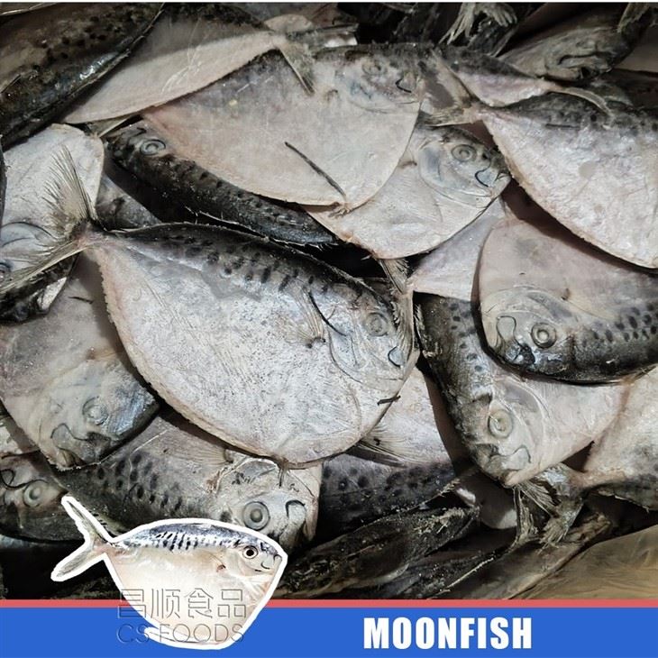 Trawling Mene Maculata high quality